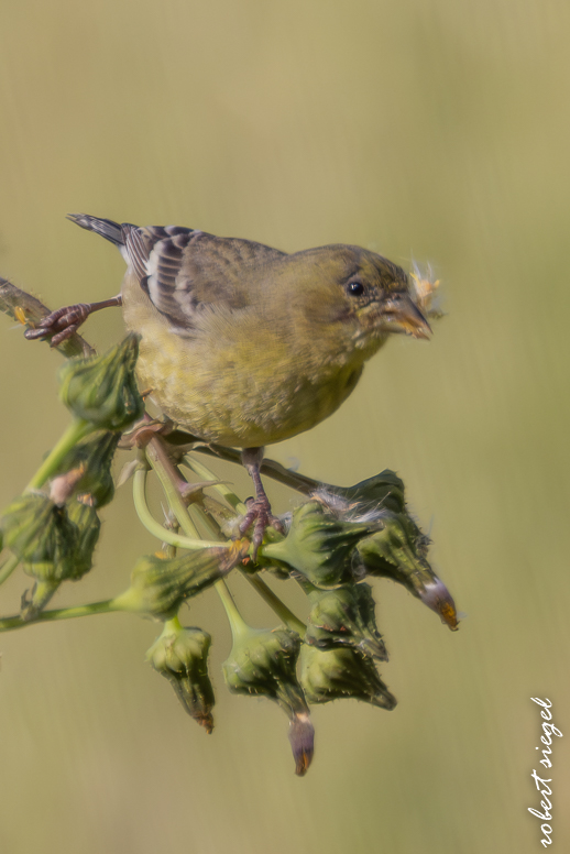 emily renzel wetlands 2025